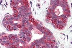 SURF4 Antibody, Novus Biologicals 50 &mu;g; Unconjugated:Antibodies, Polyclonal